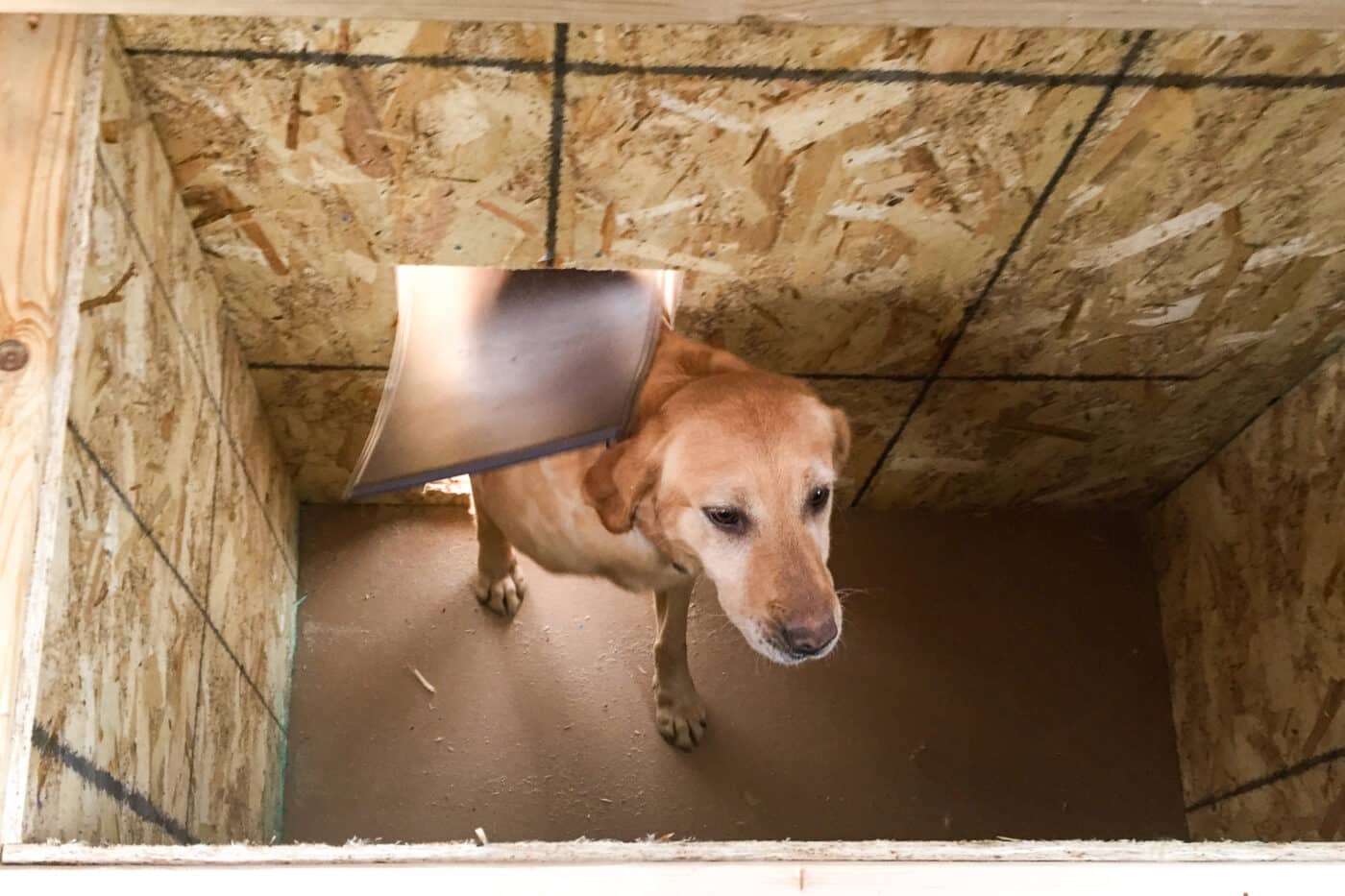 Dog entering dox box in Dog Kennel Shed