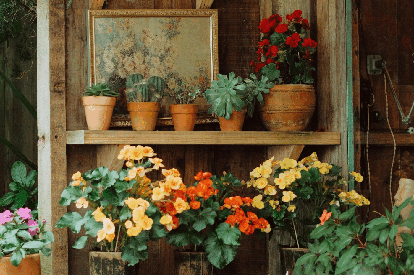 photo of the inside of a shed door which has been used as a shelf for flowers and cactus plants. flower photo sits behind them all